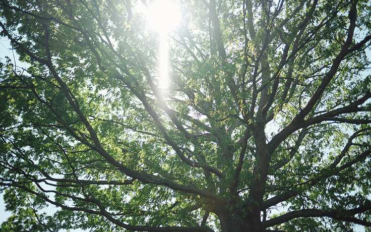 trees