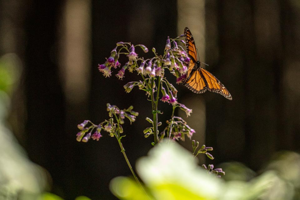 iSWOOP monarch butterfly project video
