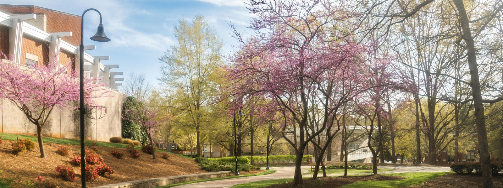 A spring walkway lined with blooming trees and colorful flowers, inviting a peaceful stroll through nature.