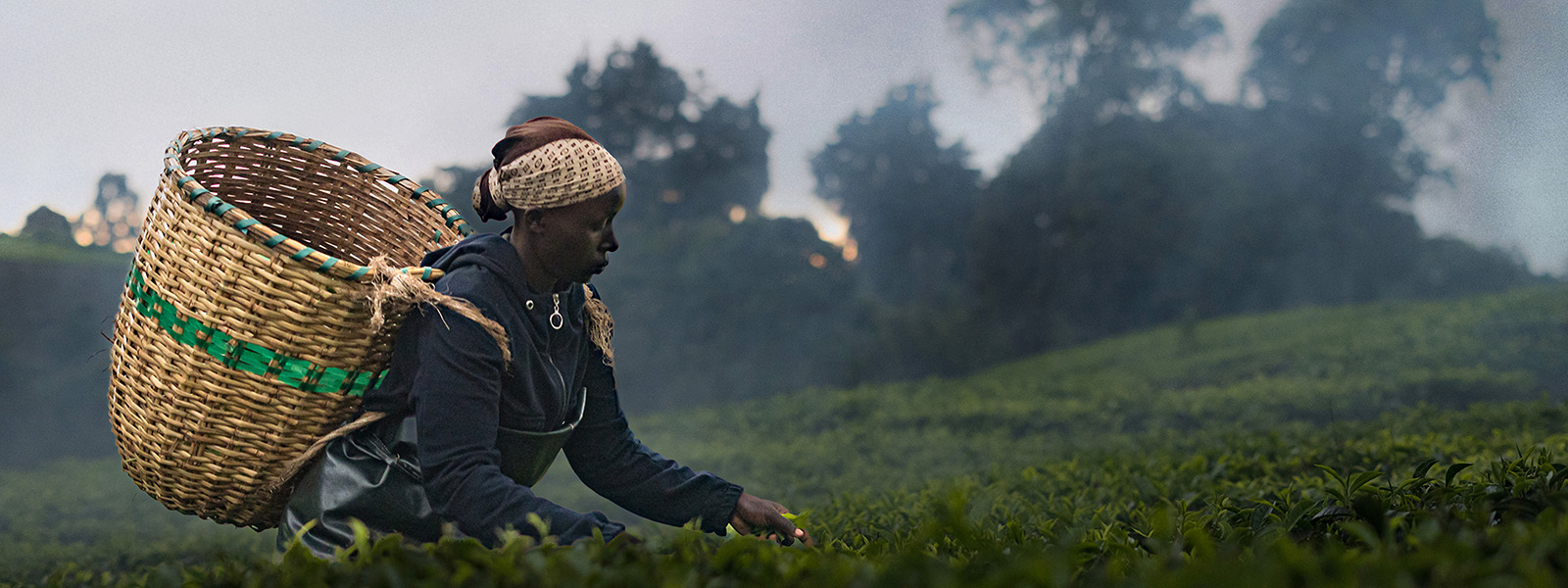 A woman harvesting leaves, holding a woven basket filled with the leaves.
