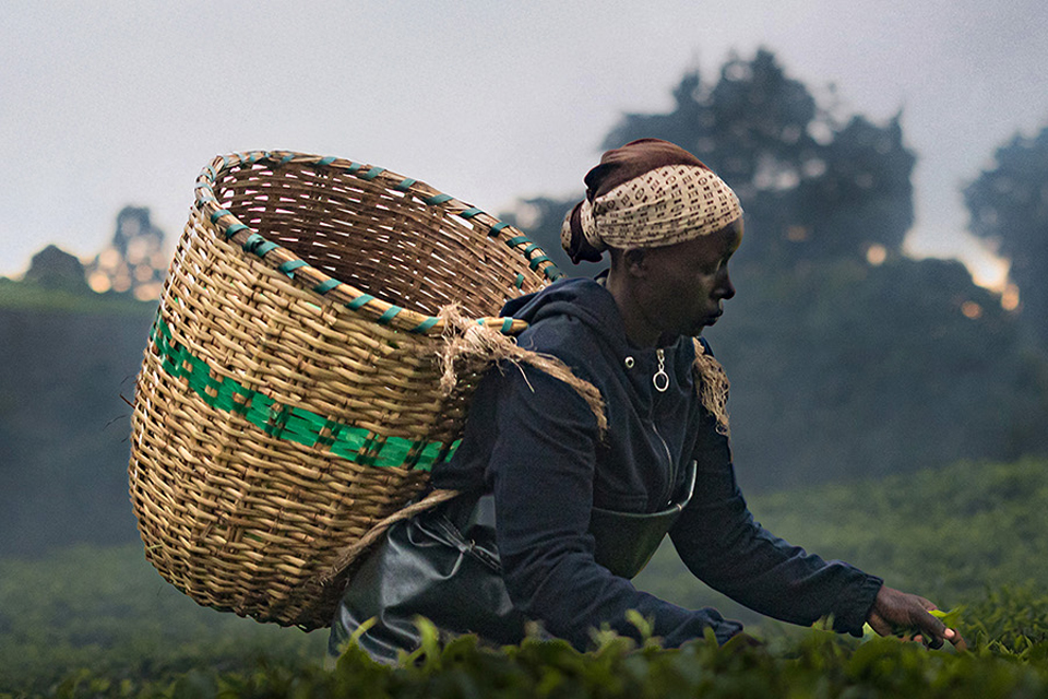 A woman harvesting tea leaves in a vibrant tea garden, surrounded by rows of green bushes.