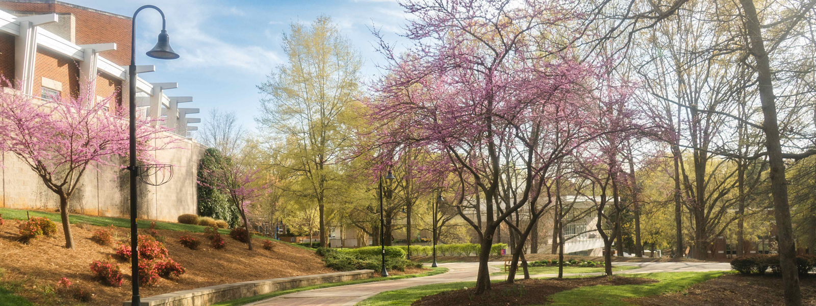 A landscape with trees and a paved pathway.